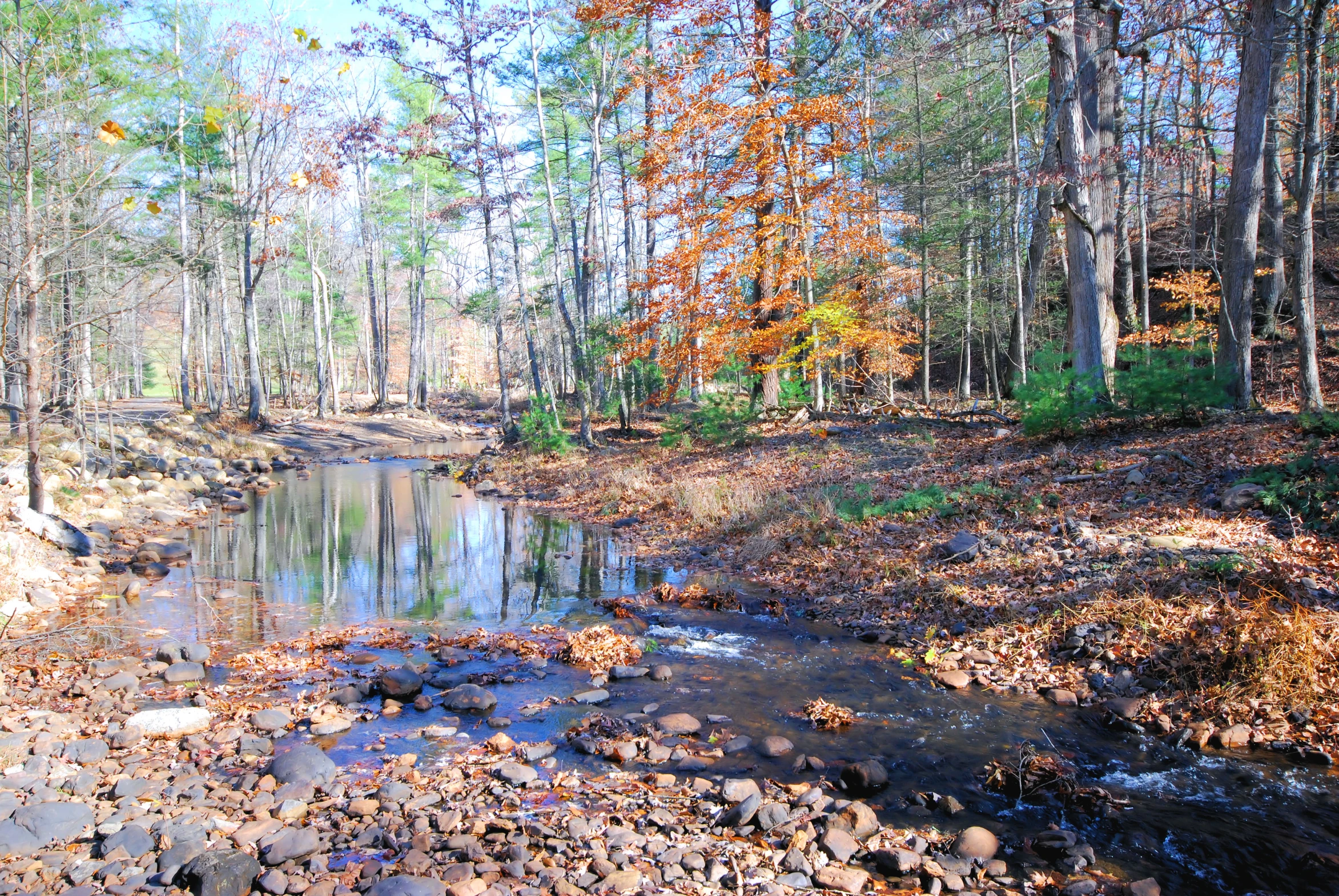 the woods have many trees with lots of leaves