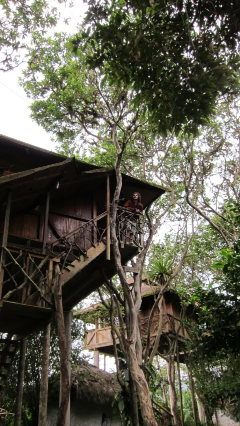 a couple of trees and some houses in the woods