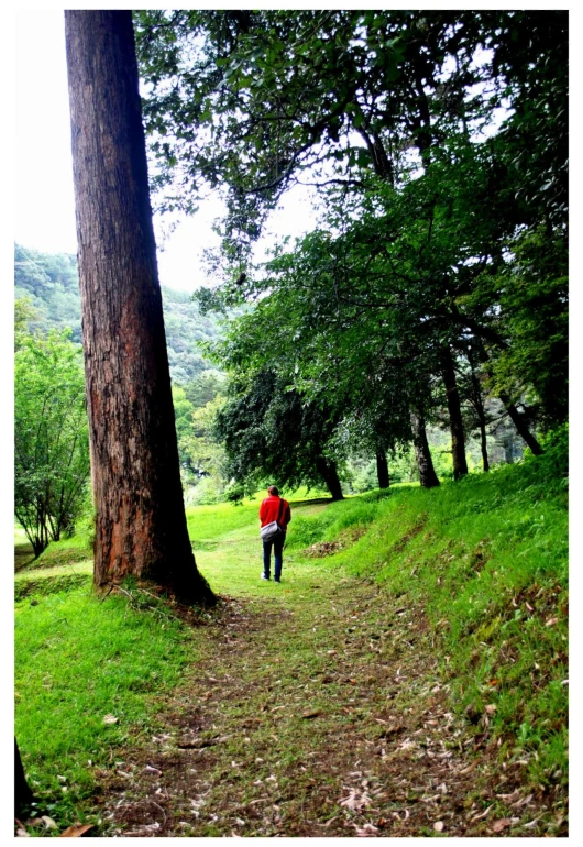 a person stands near a path in a wooded area