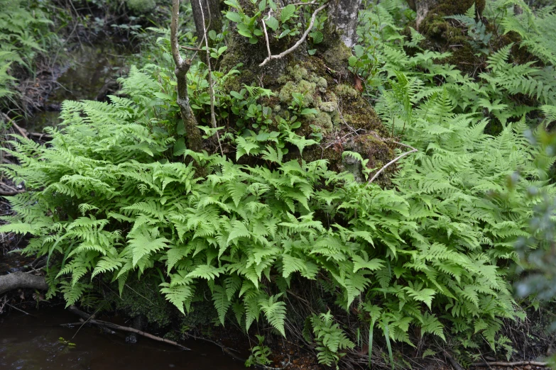 ferns in a forest with a river below