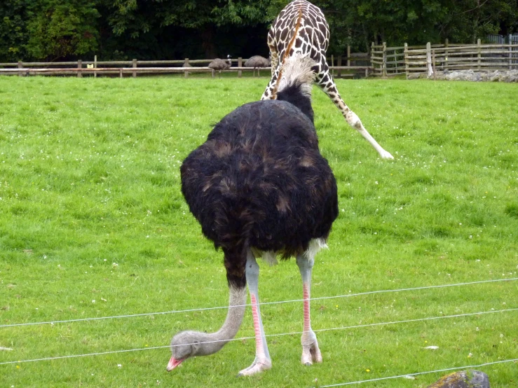 an ostrich stands by a barbed wire fence with its back  as it looks at the camera