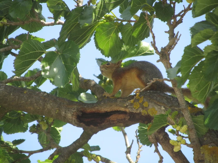 a squirrel that is sitting in a tree