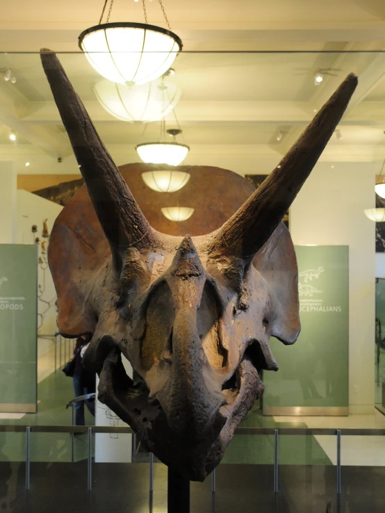 an animal skull with large horns inside a museum