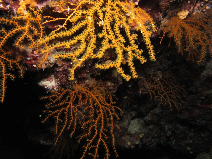 bright yellow sea plants against a dark rock