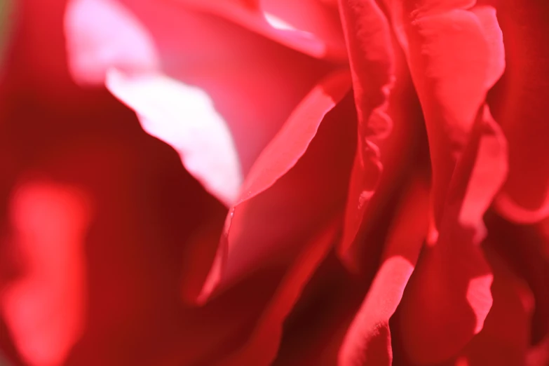 close up view of a flower with red petals