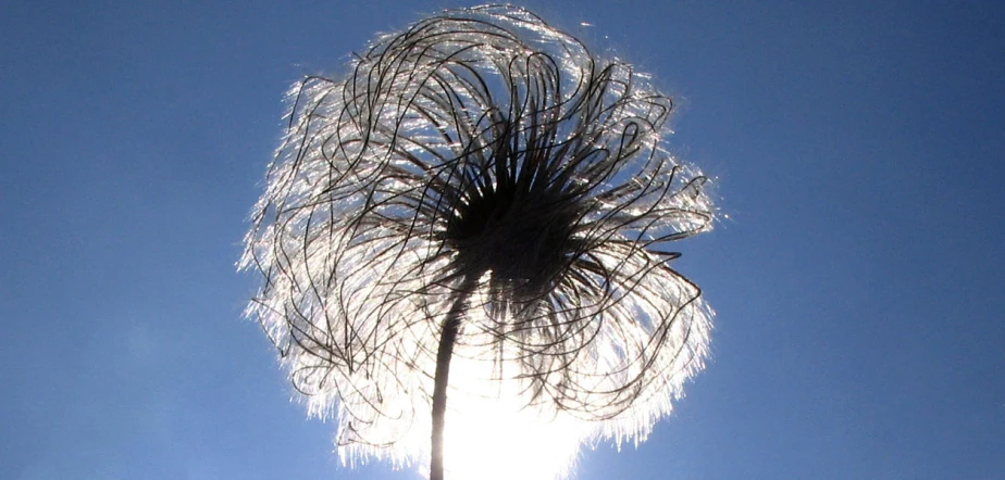 a tall dry grass leaf with the sun behind it