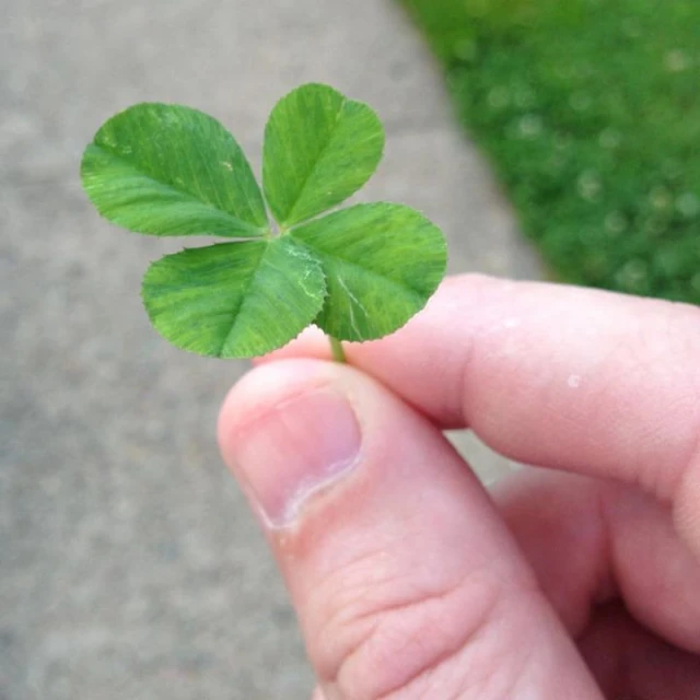 a small green leaf that is sitting on someones hand