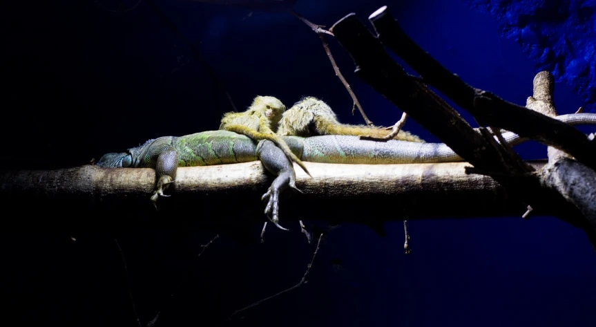 three lizards lying on top of each other together