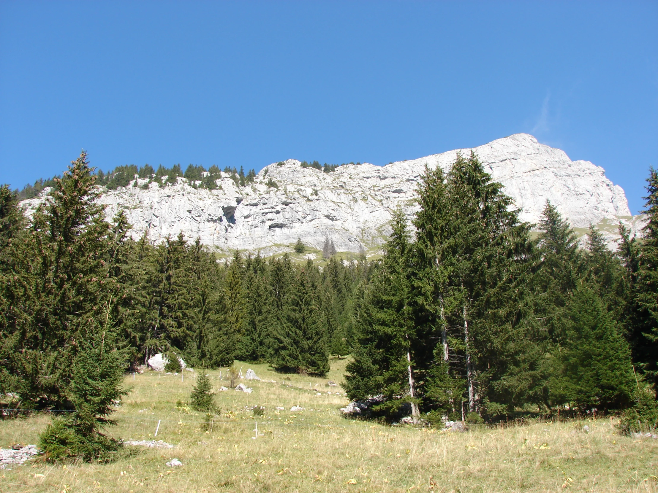 a field with trees and mountains in the background