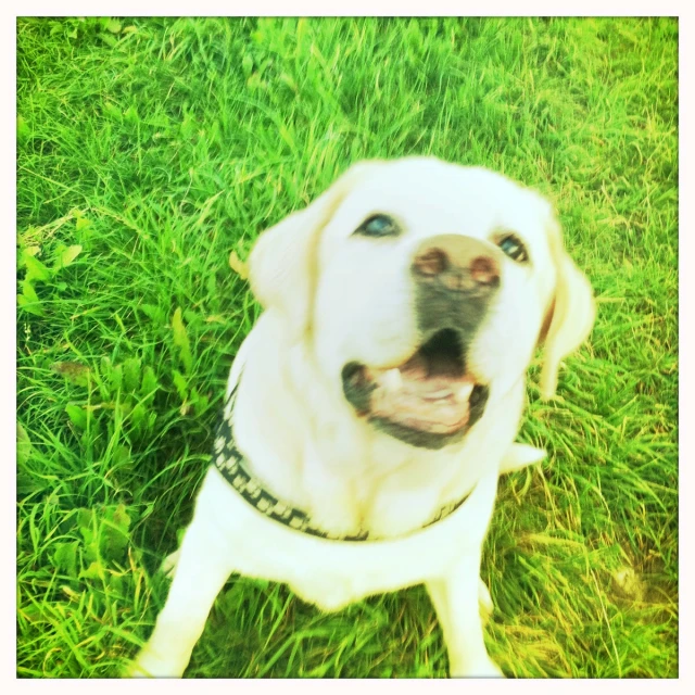 a dog is smiling as he sits on the grass