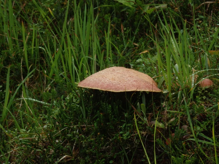 a mushroom in the woods next to some tall grass