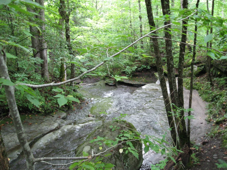 there is a creek in the woods surrounded by trees