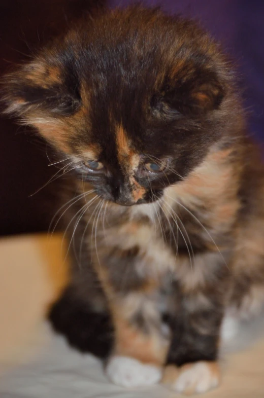 a multicolored kitten is sitting on the couch