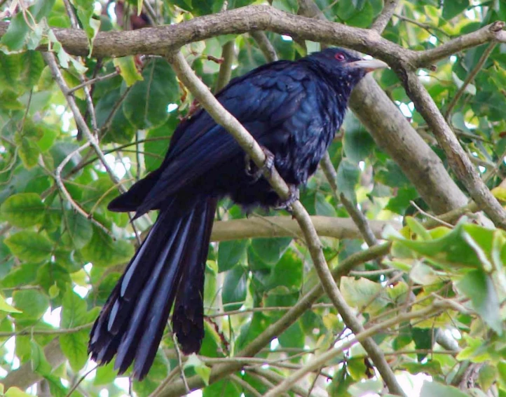a black bird sitting on top of a nch in a tree