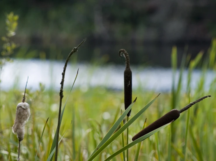 some grass and weeds next to water