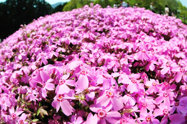 the view from a hill looking up at purple flowers