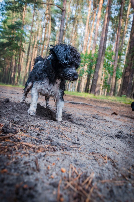a dog in the forest walking around in the dirt