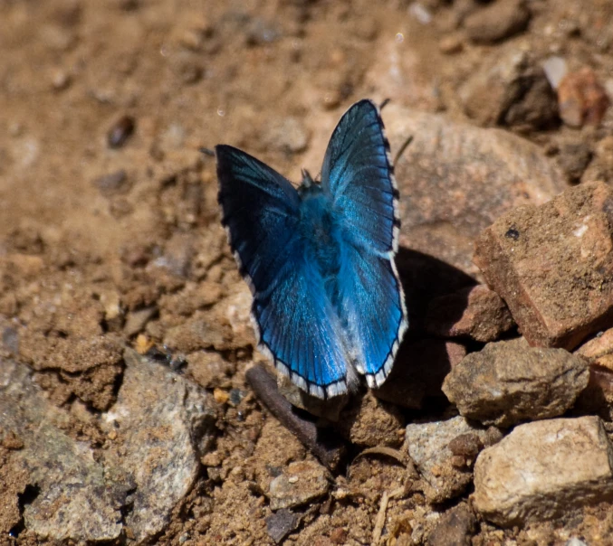 a blue erfly on some rocks and dirt