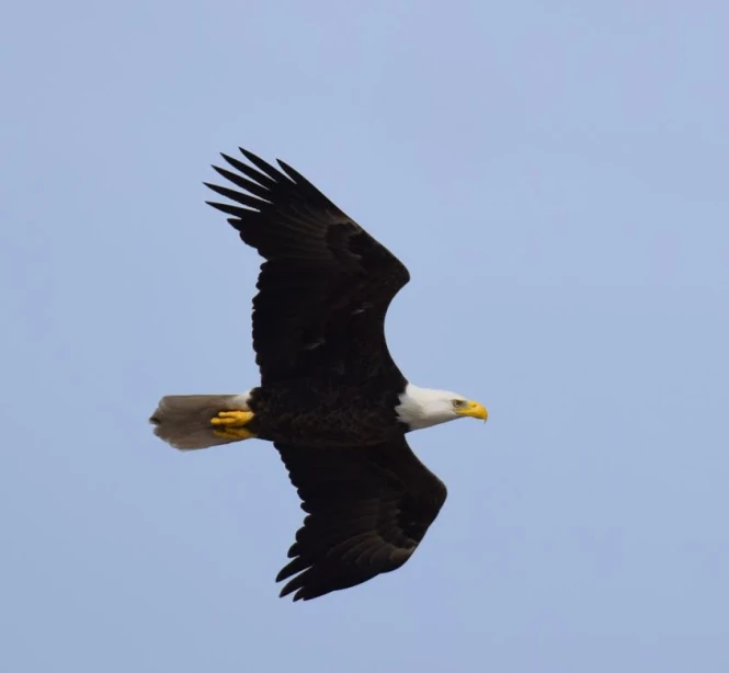 a large bird flying in the sky on a sunny day