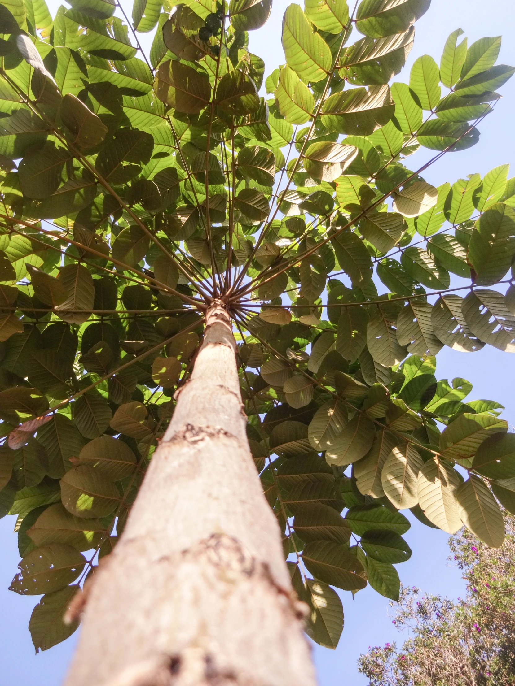 view looking up at the top of a leafy, tree - like tree