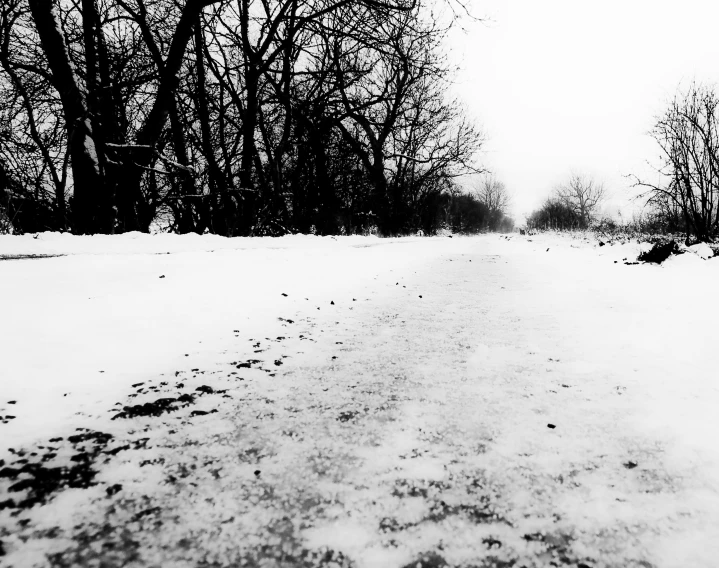 black and white po of trees in the snow