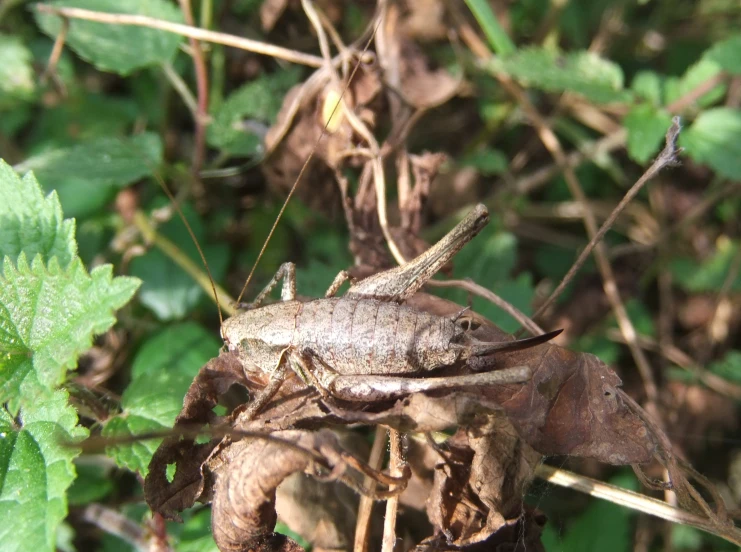 a small lizard is standing on top of leaves