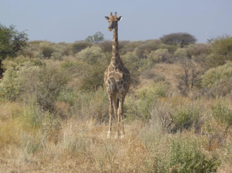 a giraffe walking through the brush in a field