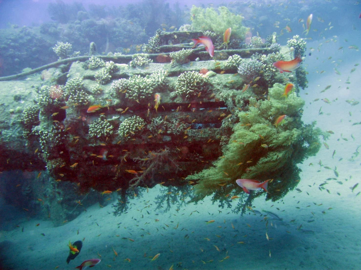 a ship overgrown by coral and other fish