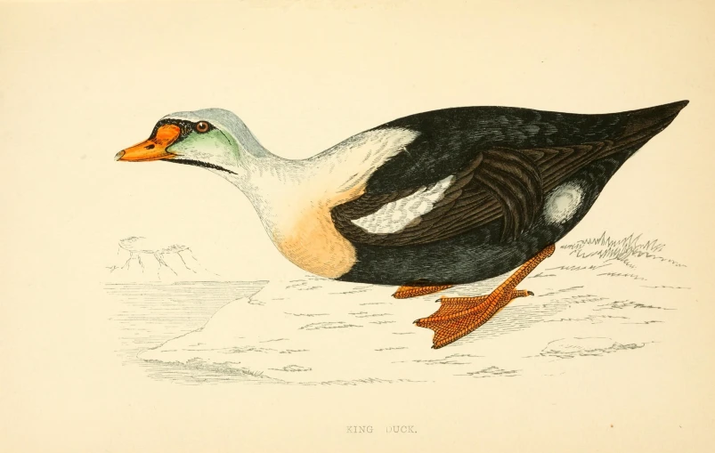 an illustration of a bird with a long neck and black body