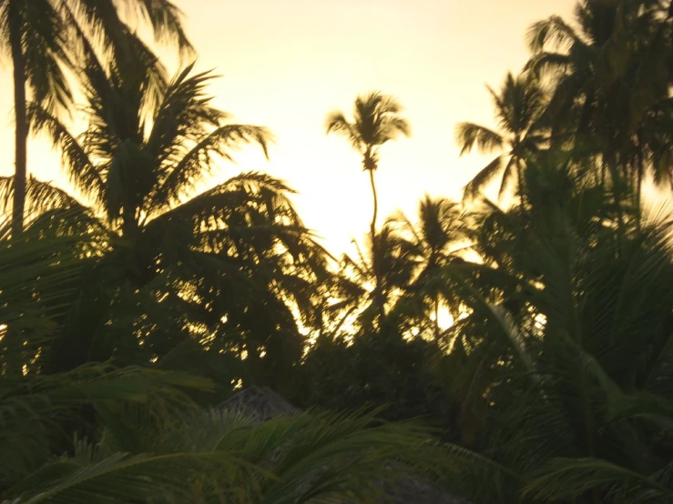 a close up of some palm trees with the sun setting in the distance