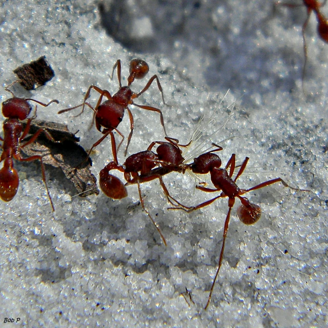 an anteater ant is looking for prey