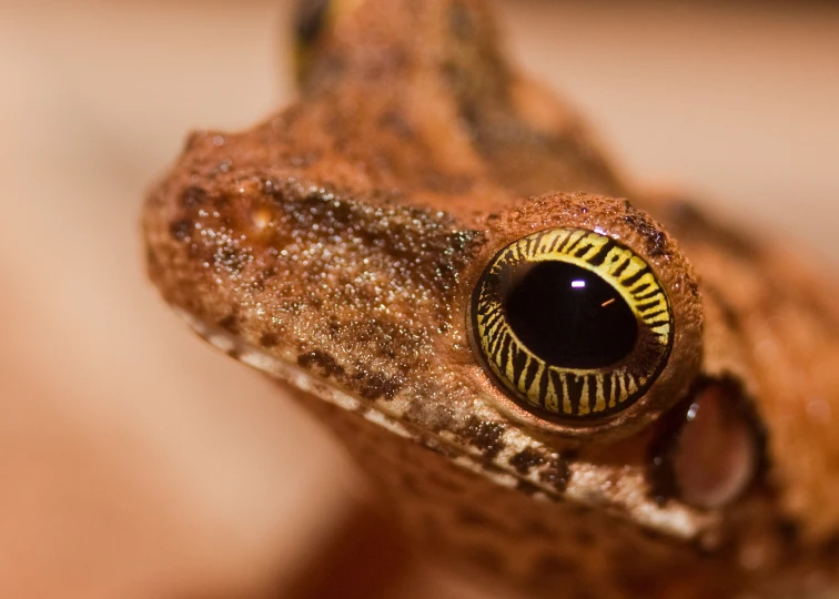 a close up view of a green frog with large yellow eyes