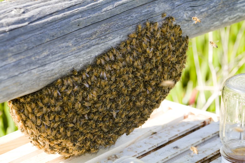 the bees are nesting near the wooden fence