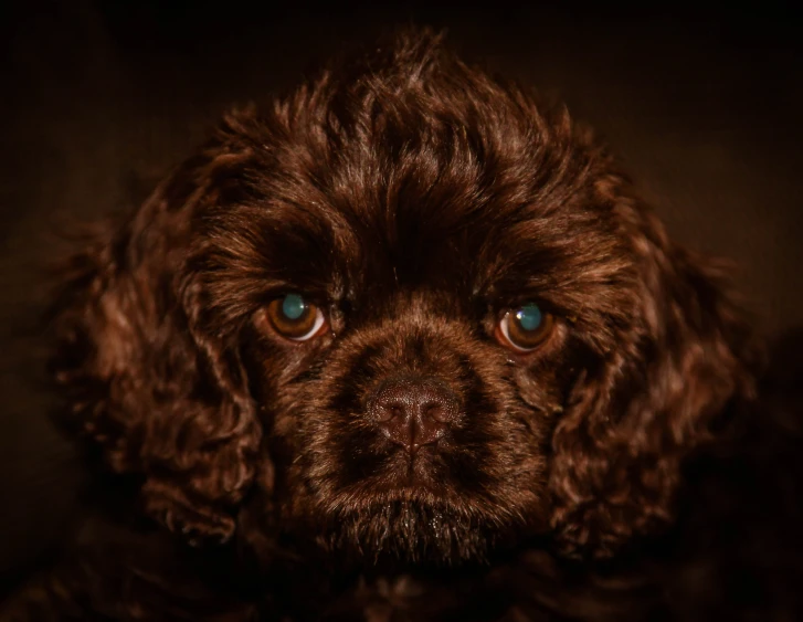 a close up of a small dog looking at the camera