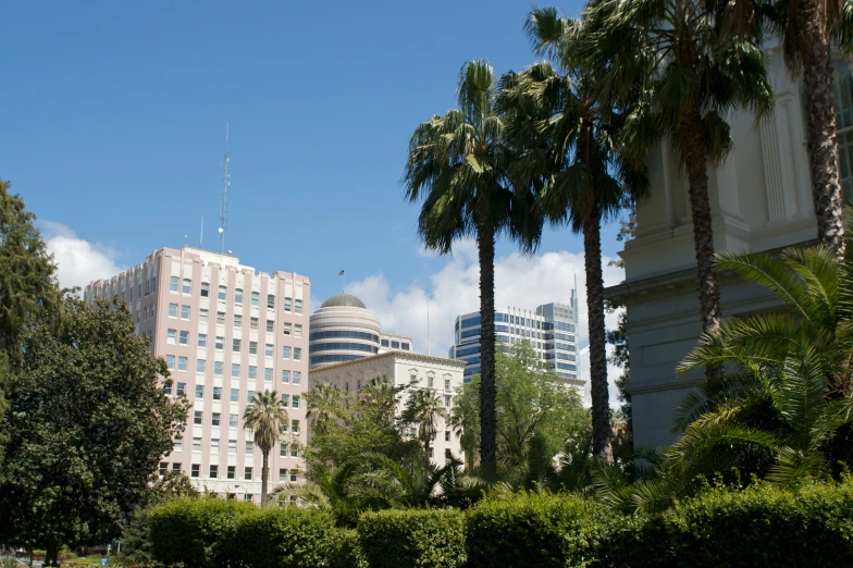 tall palm trees stand in front of large buildings