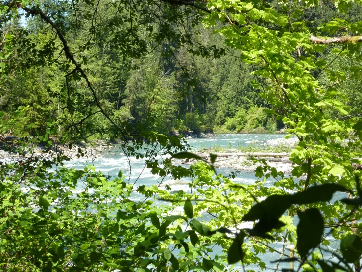 a river running through a forest filled with lots of water