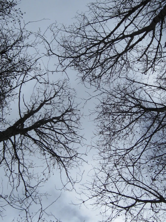 the top part of trees with no leaves in a cloudy sky