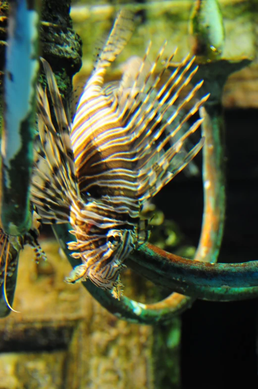 a lionfish in the sea with many fish around it