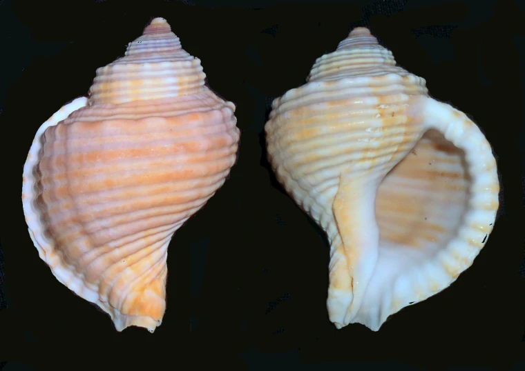 two seashells with a black background