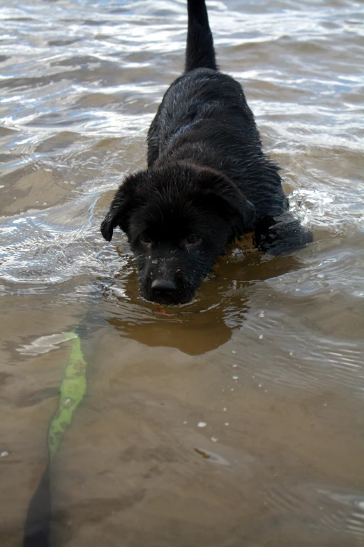 a black dog is walking through the water