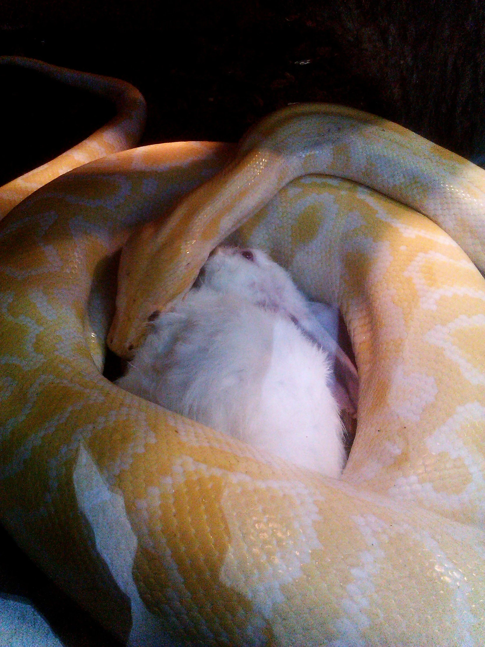 a small white mouse sleeping inside a yellow and white ball