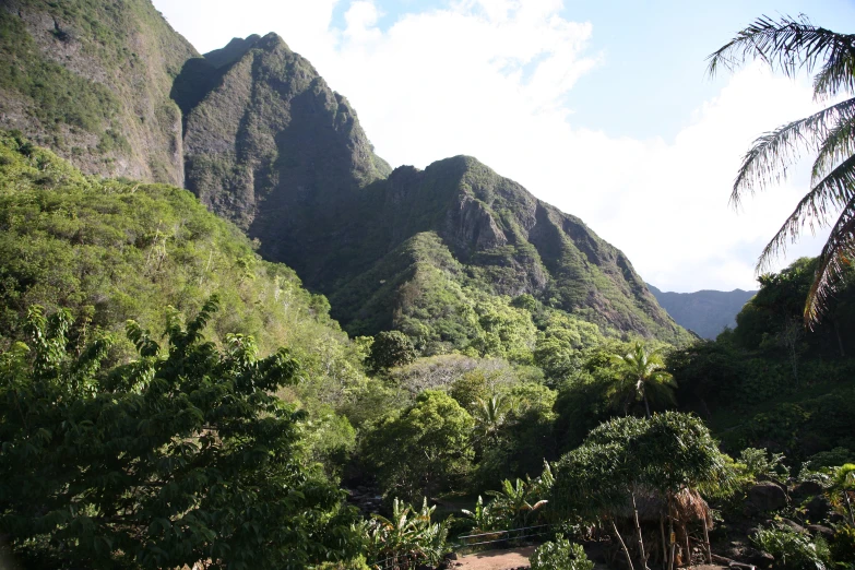 mountains and trees near dirt path in forest area