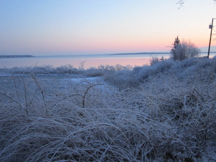 snow covered weeds by a body of water