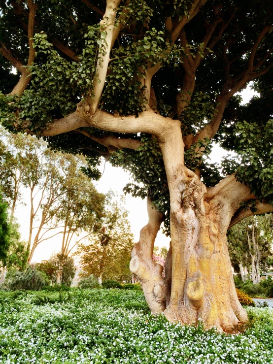 the large tree has green leaves on it