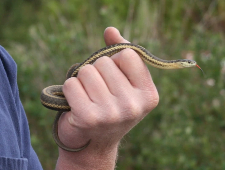 a person with a blue shirt holding up a small snake