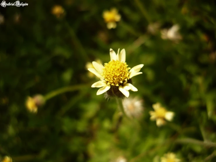 a close up s of a yellow and white flower