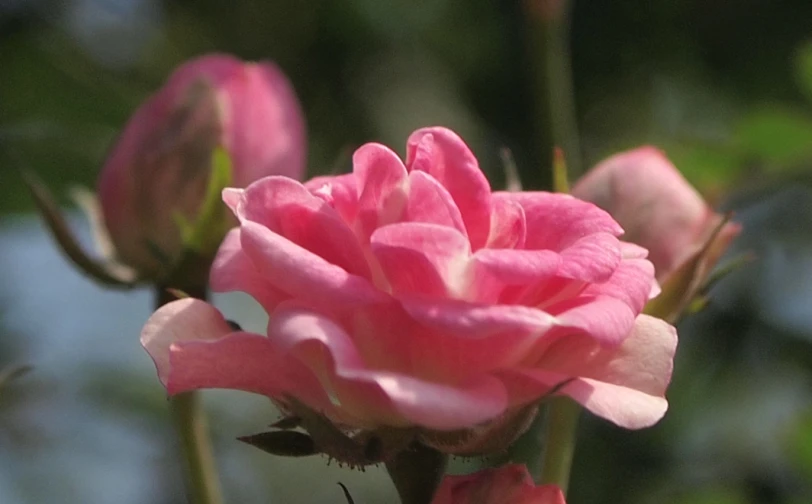 a pink flower bud is in a field