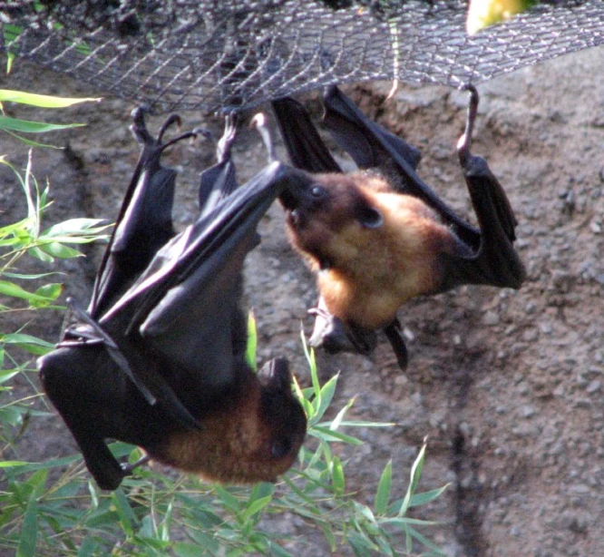 two bats are hanging upside down outside