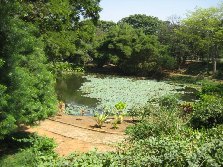 this is a pretty pond near many trees