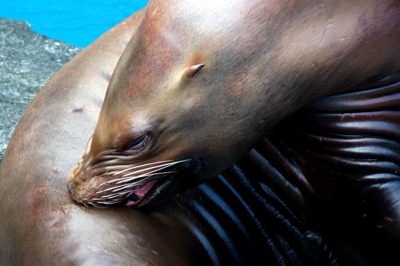 a seal laying its head on its side